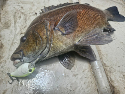 55mm Crank Bait-Bean Lures - Whateva Outdoors