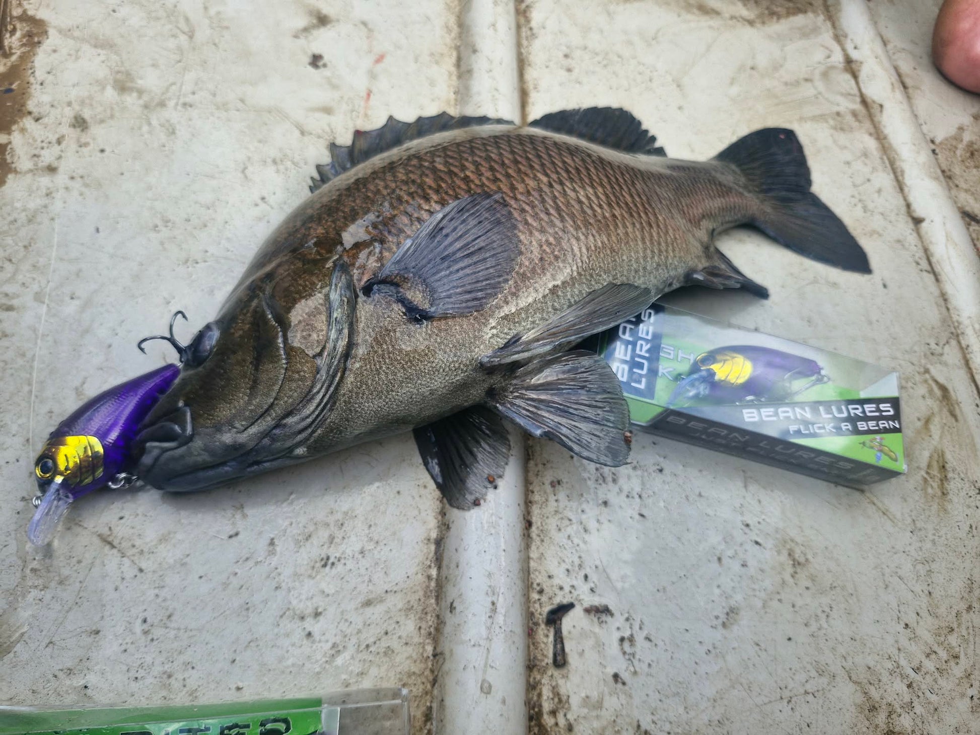 55mm Crank Bait-Bean Lures - Whateva Outdoors