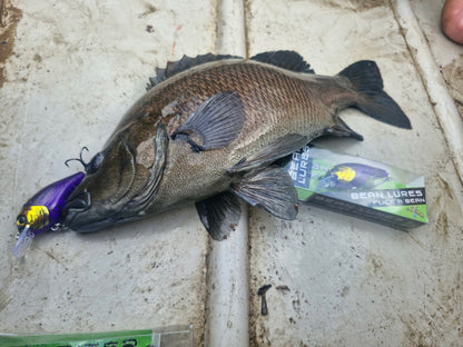 55mm Crank Bait-Bean Lures - Whateva Outdoors